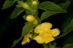 Mullein foxglove